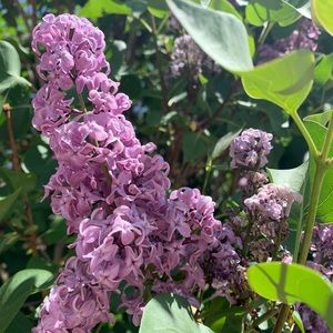 Meet your Posher, Sadie